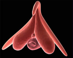 Qozoq qizlar porno Yaponiyalik ayol ogziga siymoqda